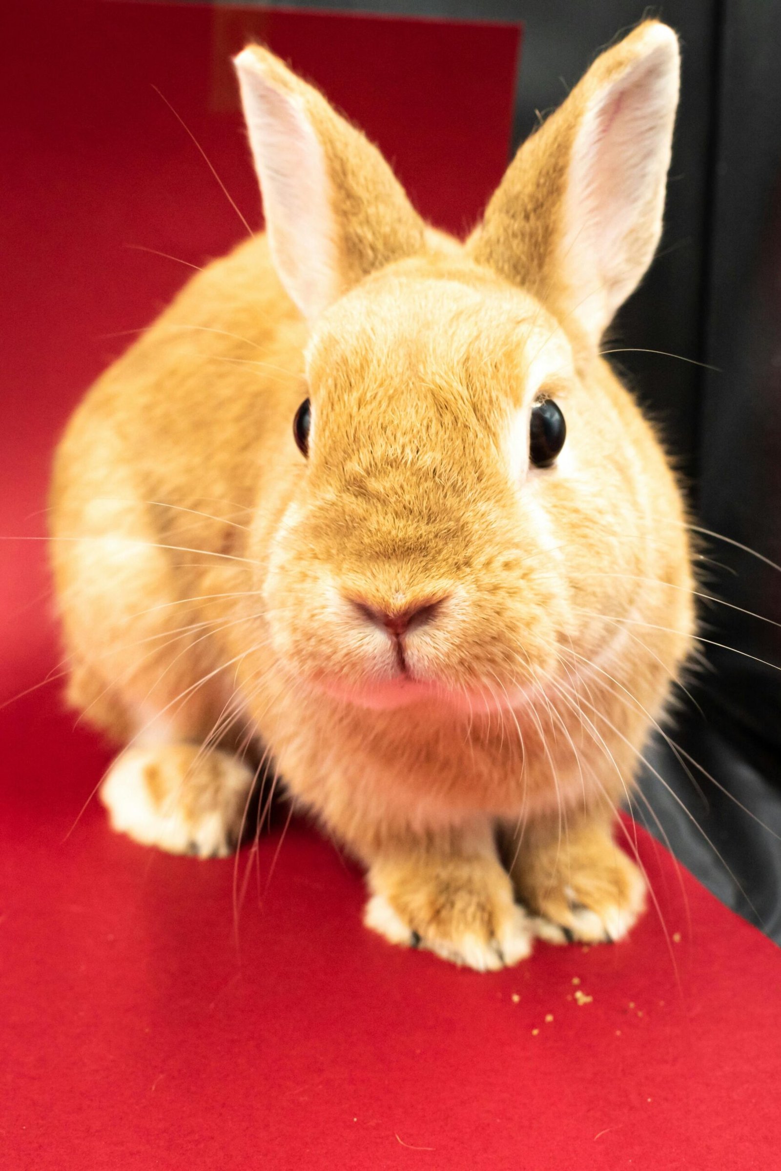 Raising Rabbits 