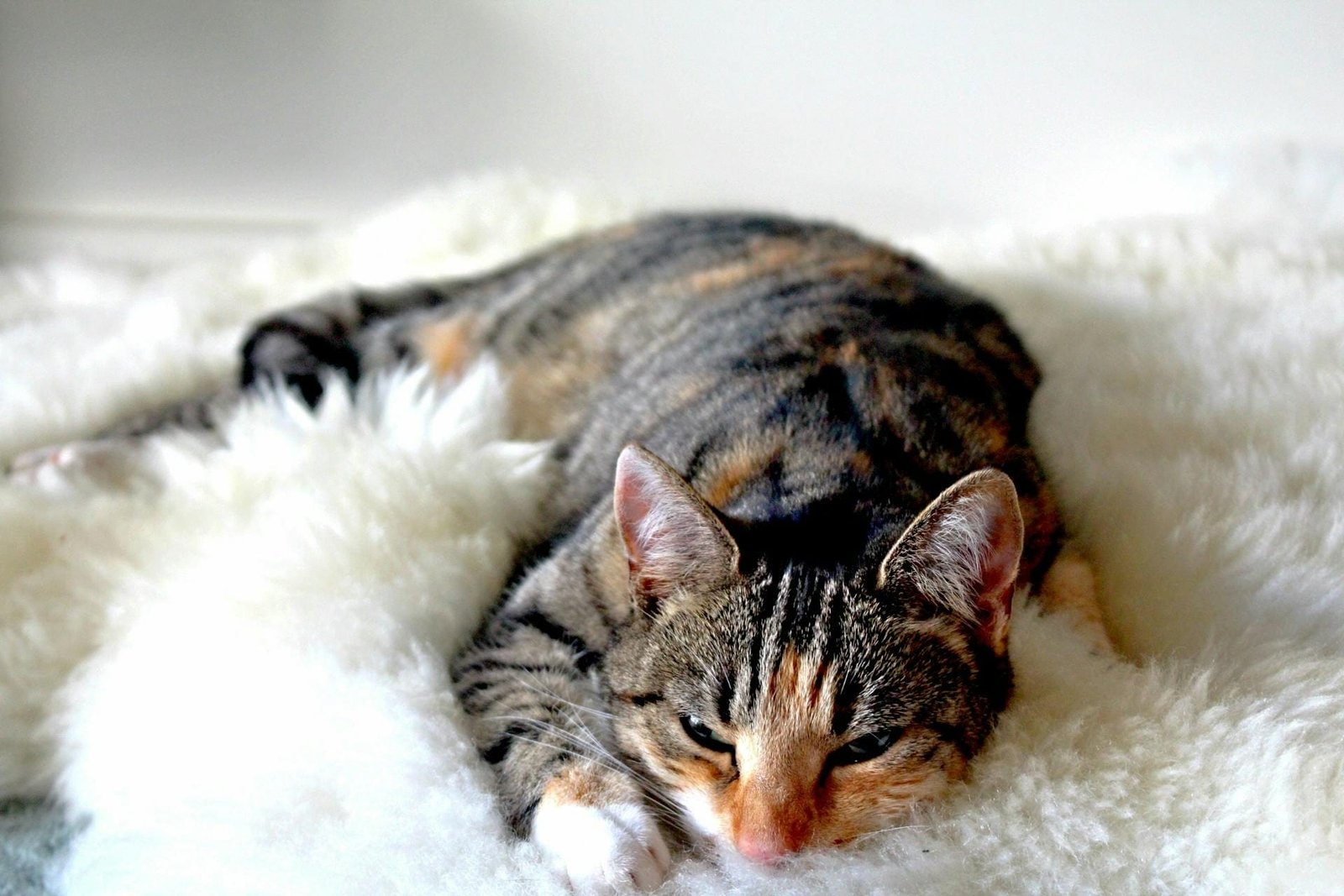 Train a cat not to pee on stuff