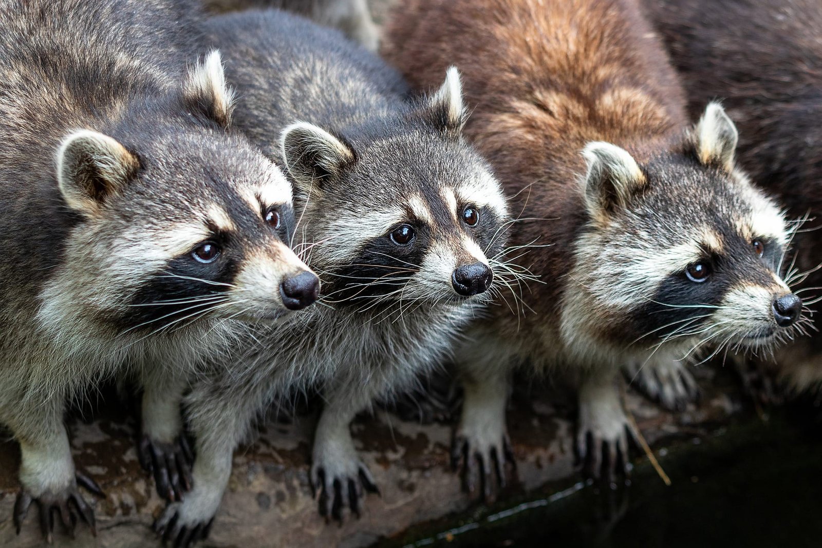 How Can I Get a Pet Raccoon?