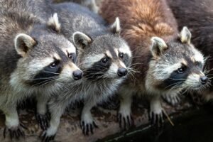 Read more about the article How Can I Get a Pet Raccoon? | Ultimate Guide to Ownership and Care! 9 steps