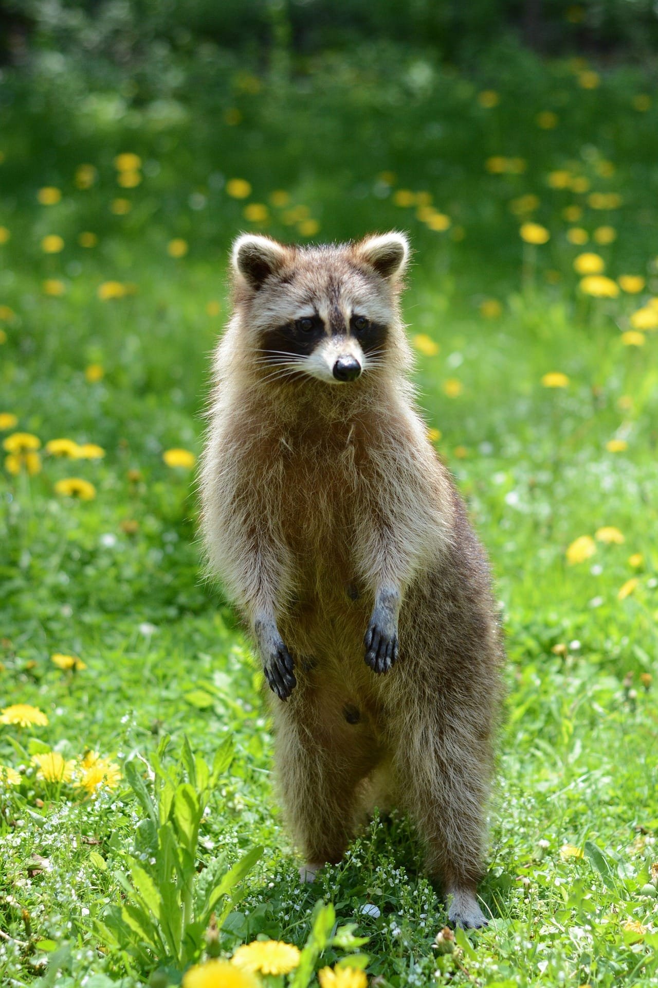 The Top 10 Exotic Pets List