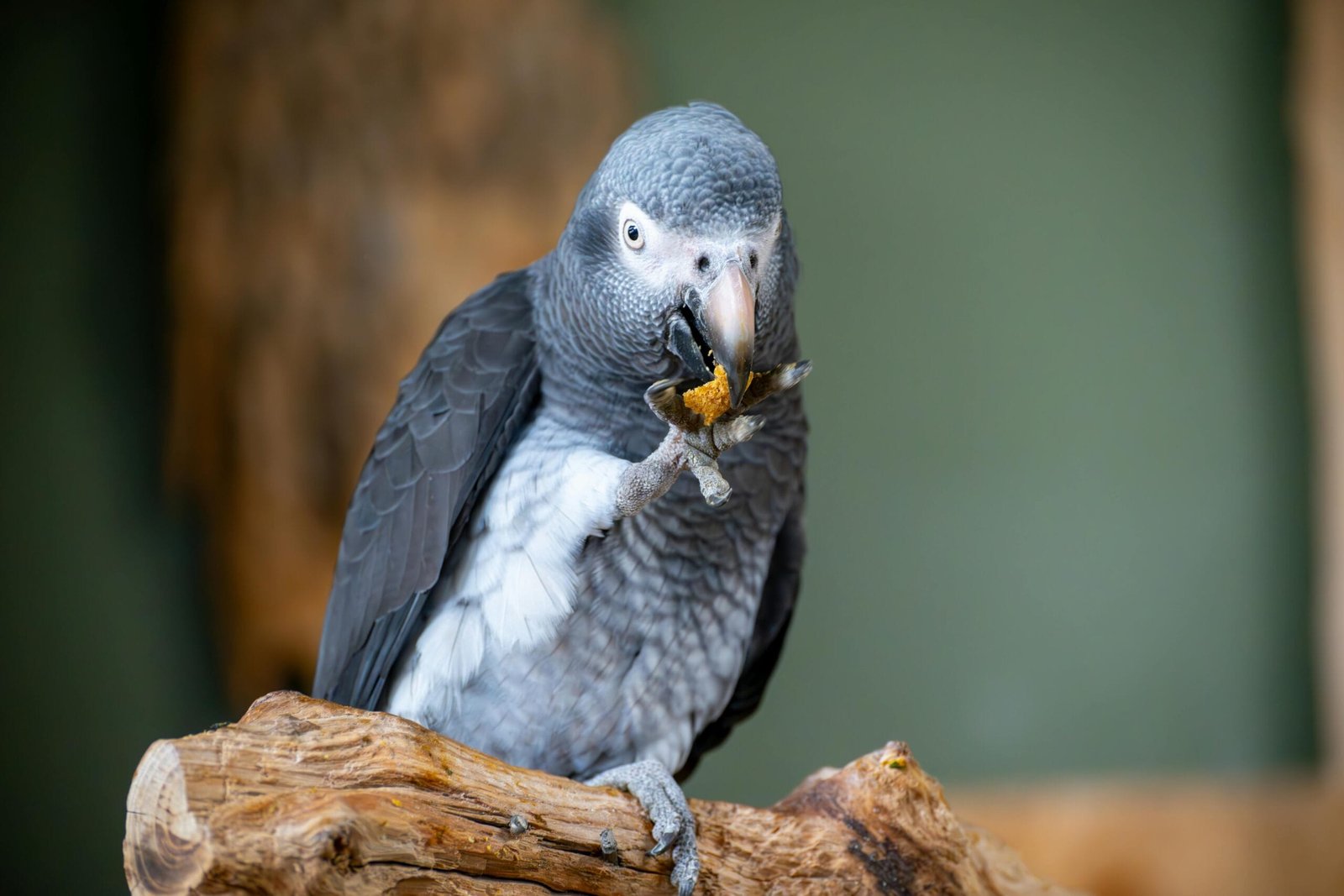 Top 10 Best Family Birds