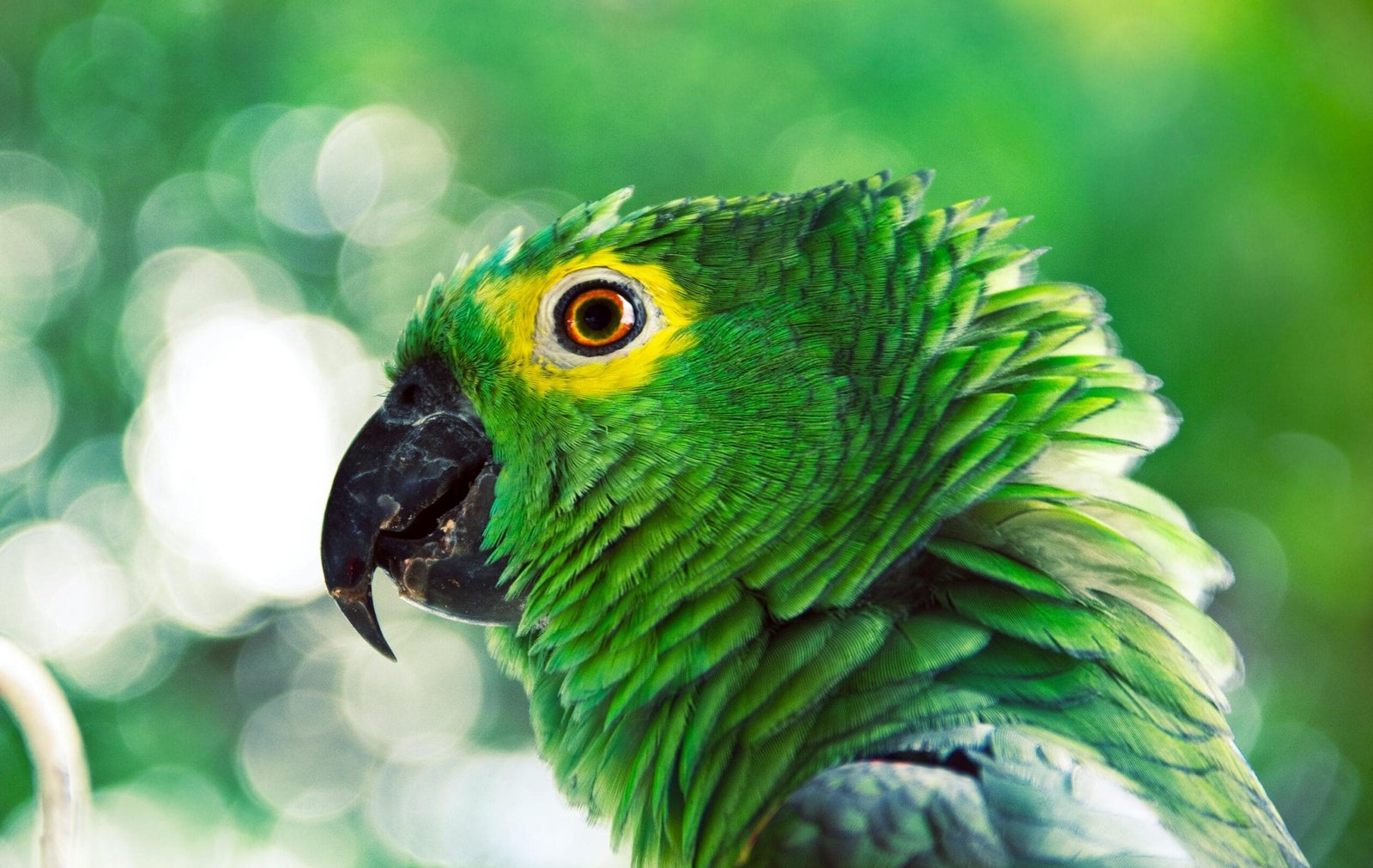 Top 10 Best Family Birds