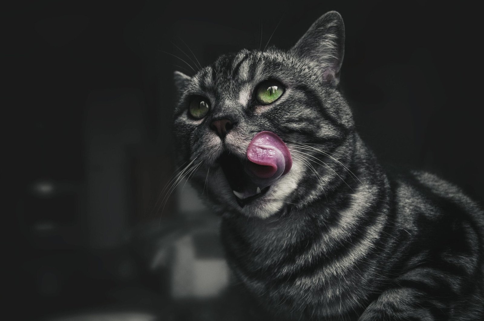 Low maintenance cat breeds 