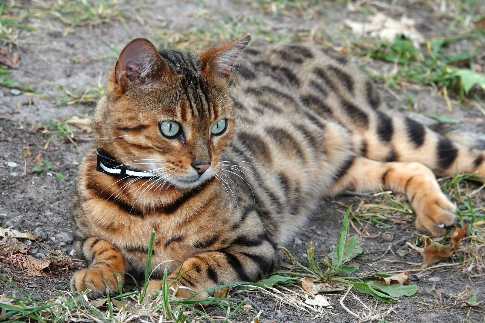 Low maintenance cat breeds 