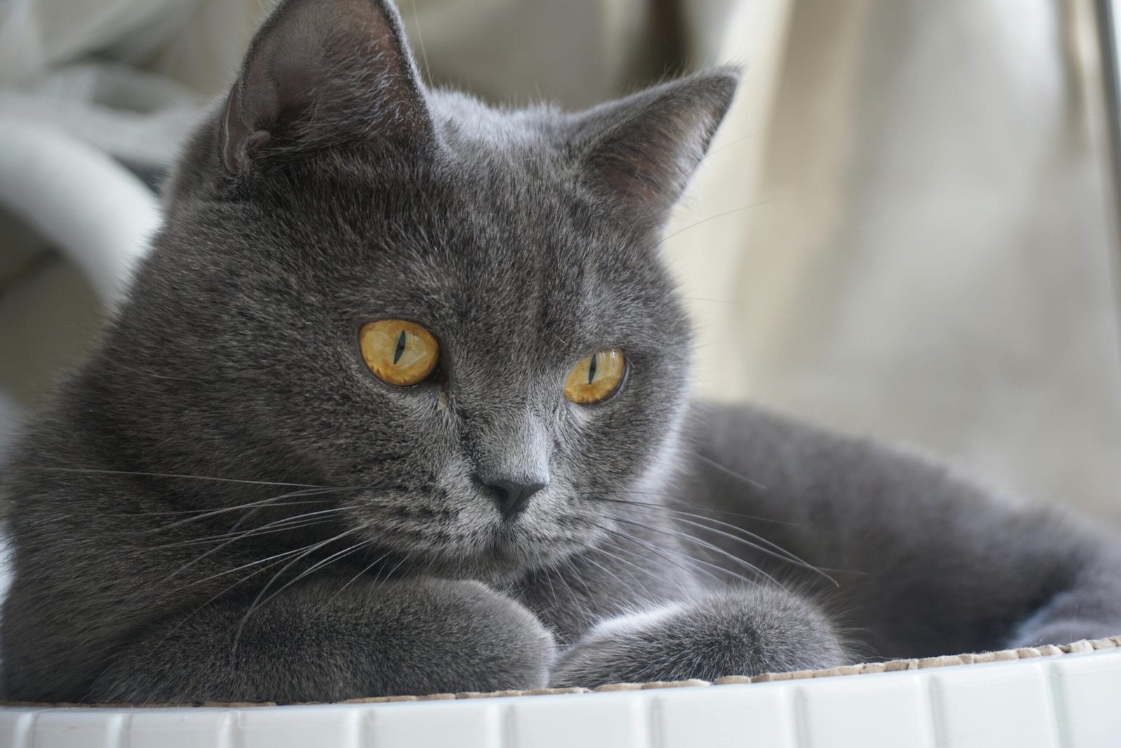 Low maintenance cat breeds 