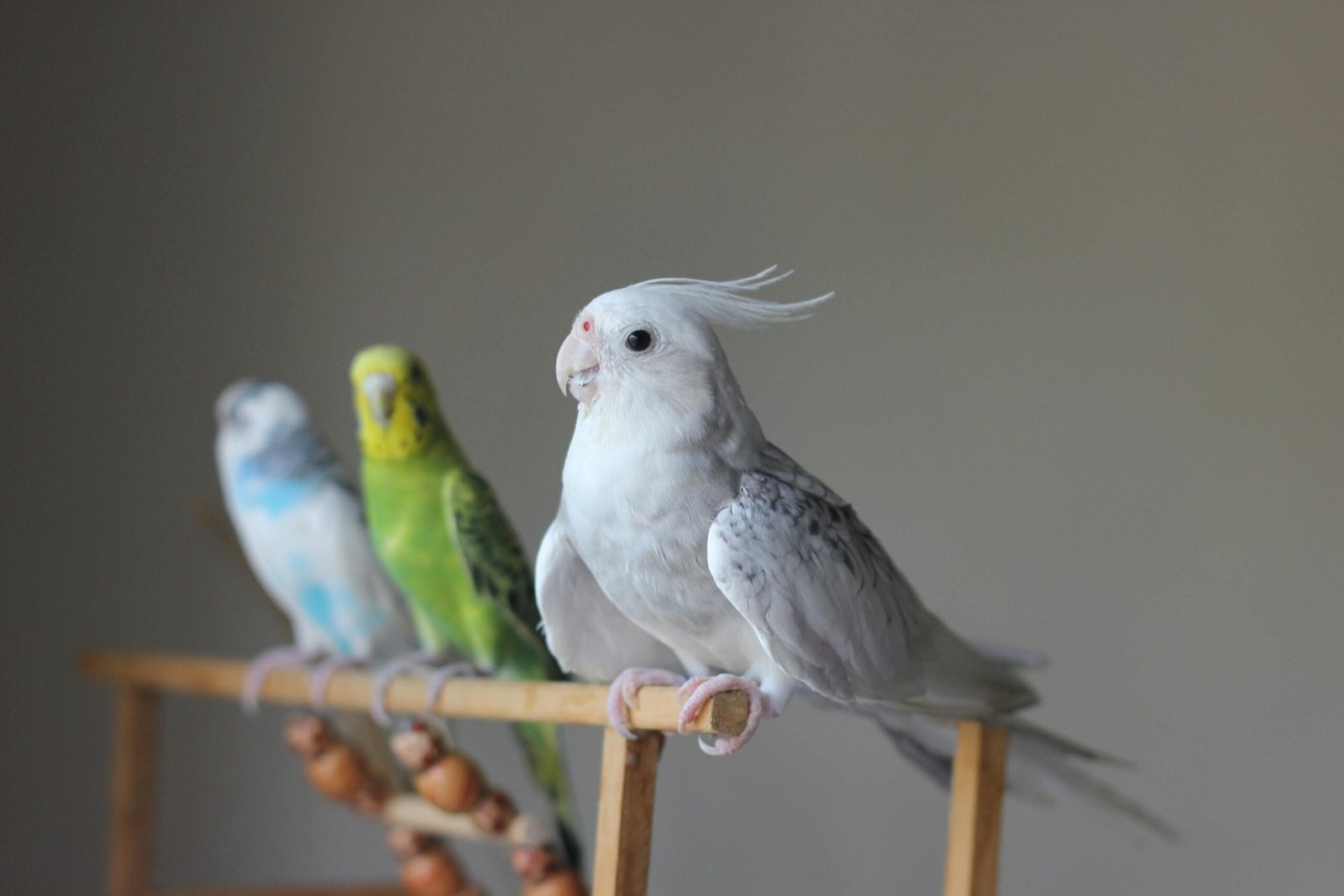 Top 10 Best Family Birds