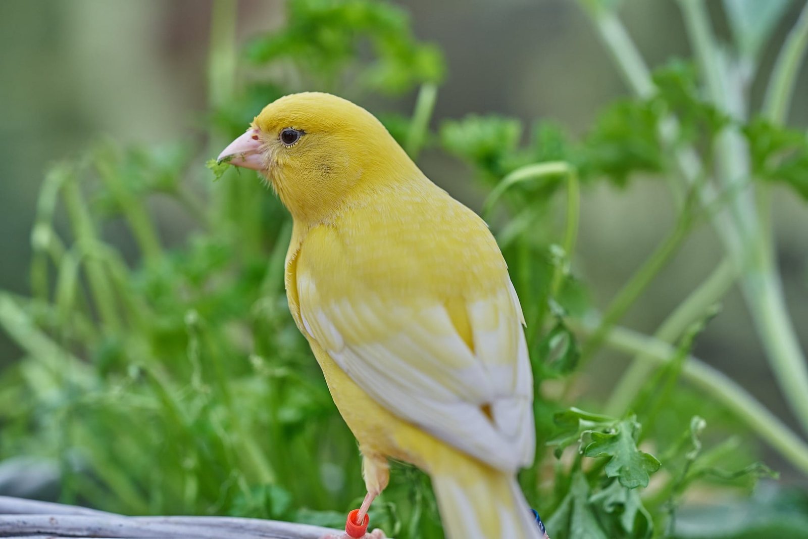 Top 10 Best Family Birds