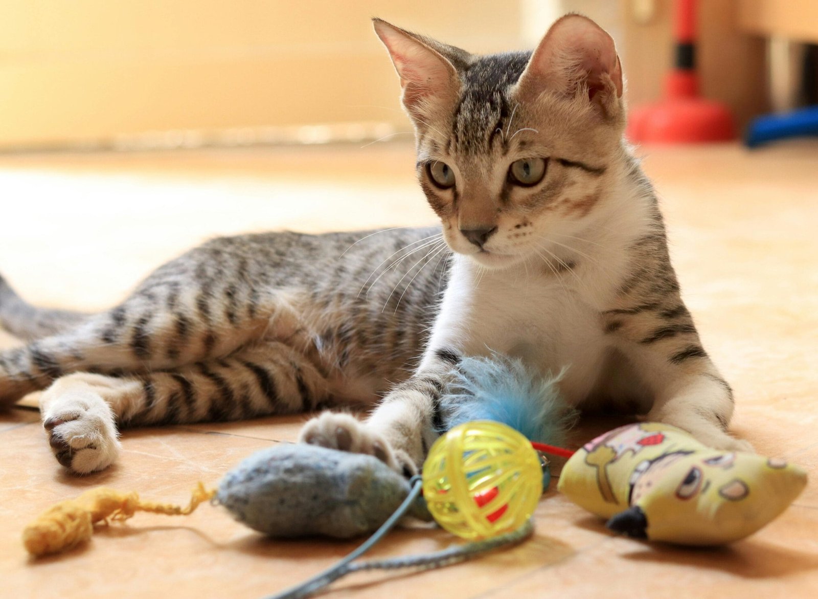 Fun Games to Play with Your Cat