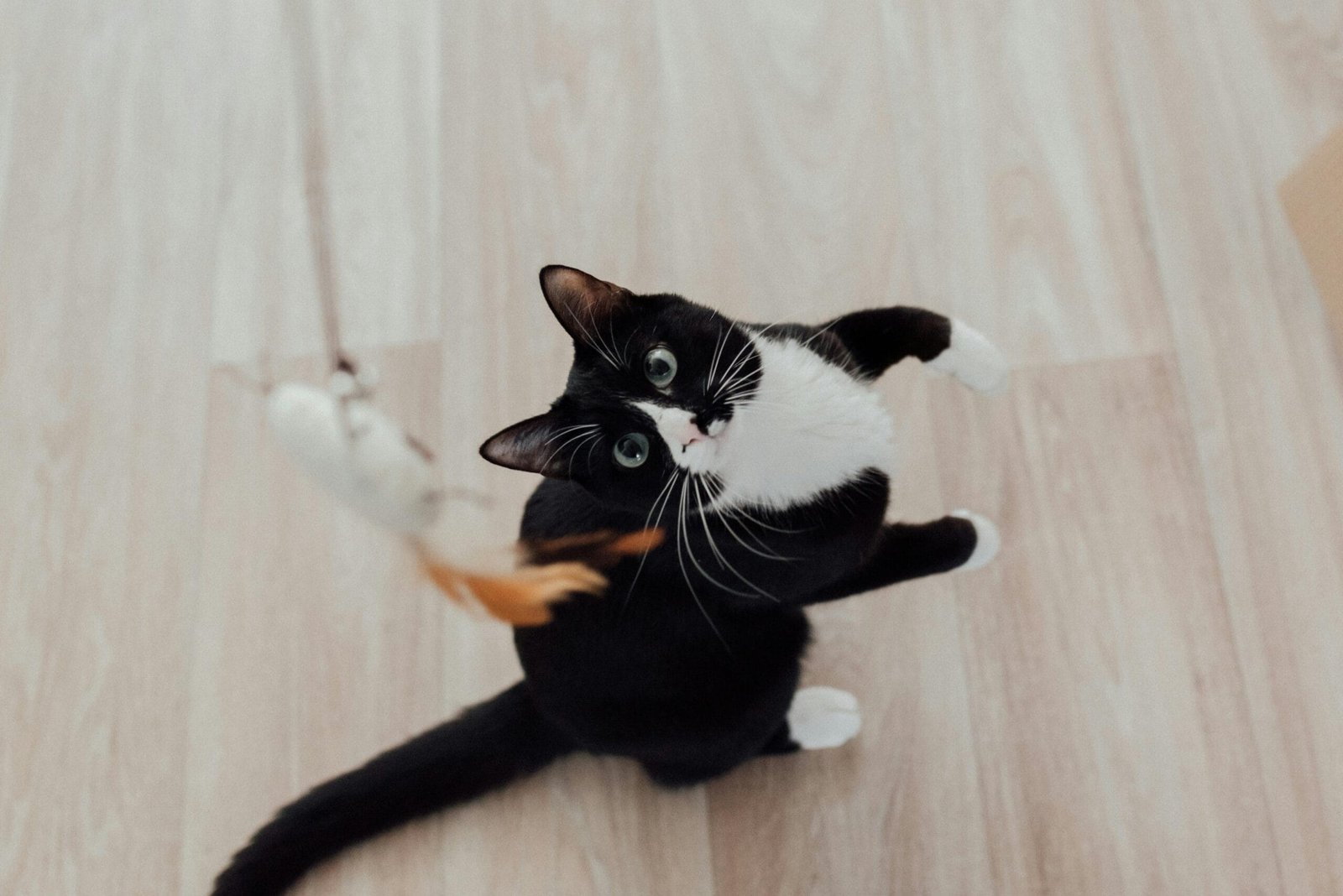 Fun Games to Play with Your Cat