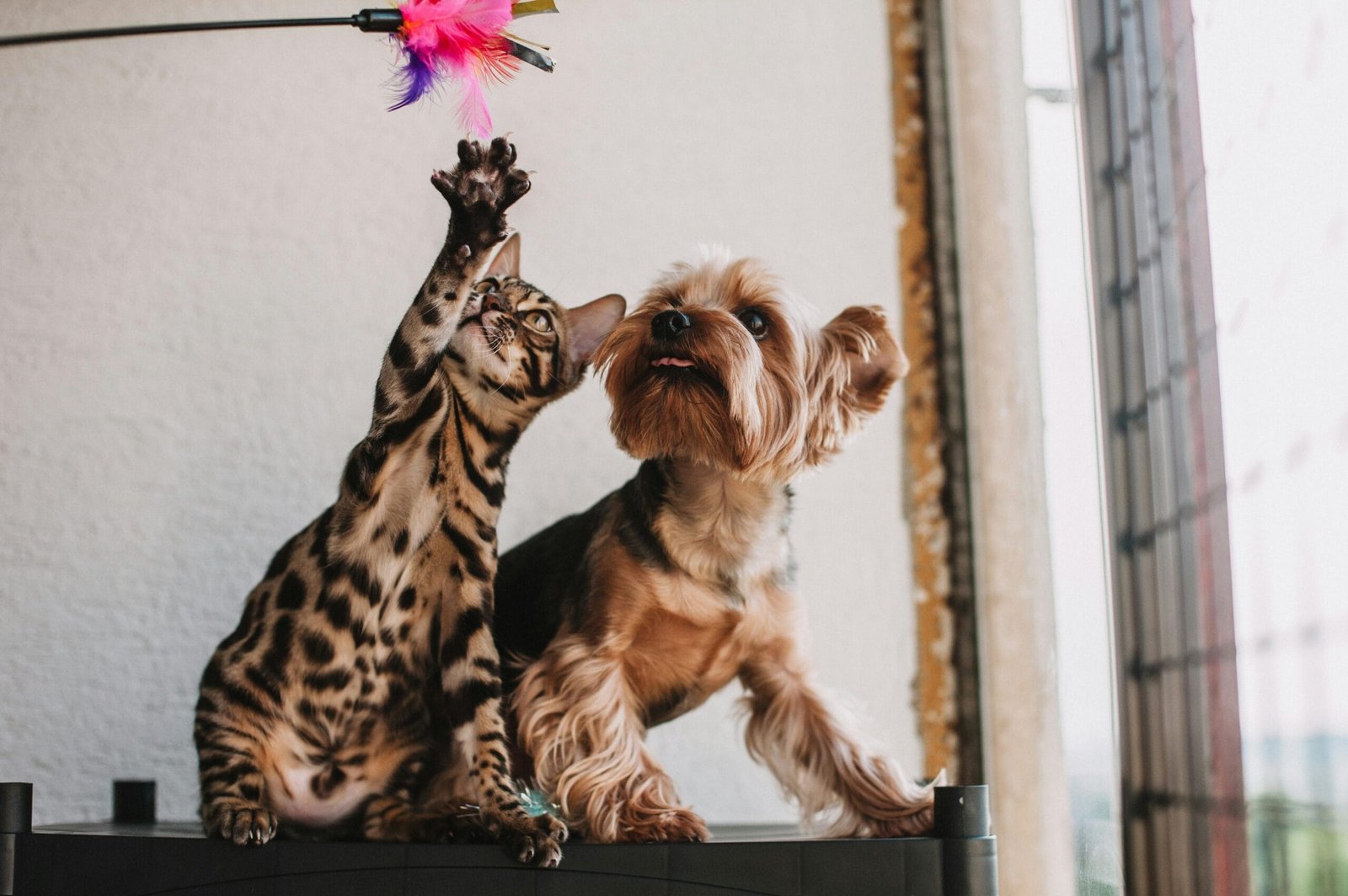 Fun Games to Play with Your Cat