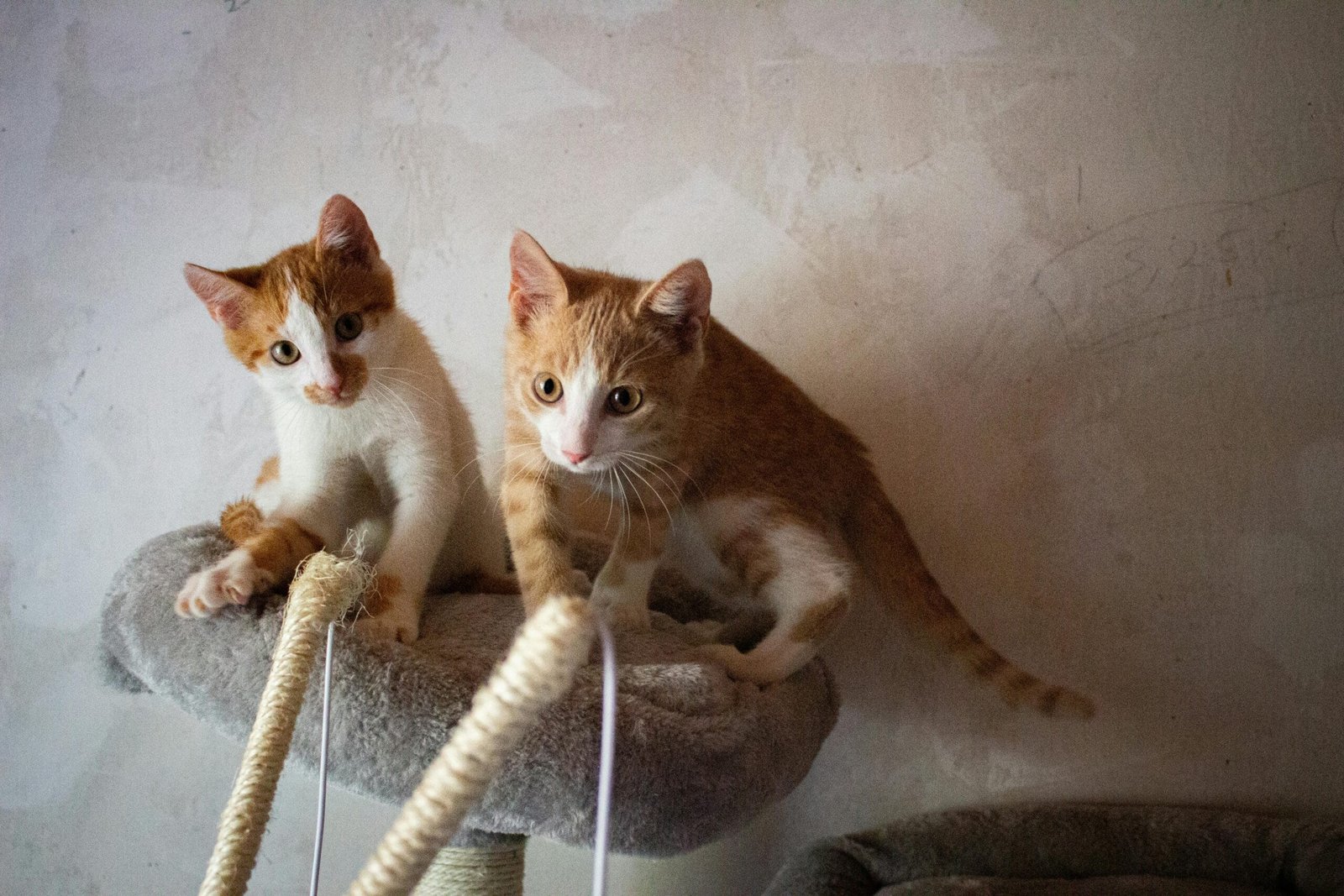Fun Games to Play with Your Cat