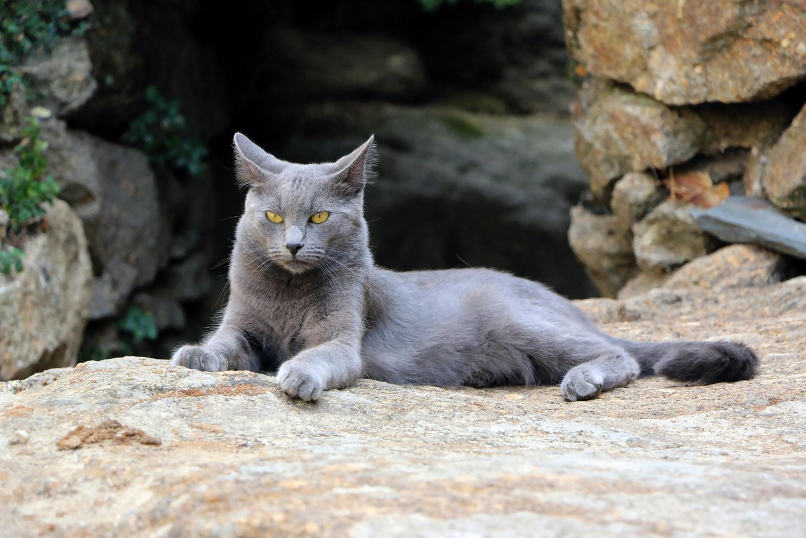 Low maintenance cat breeds 