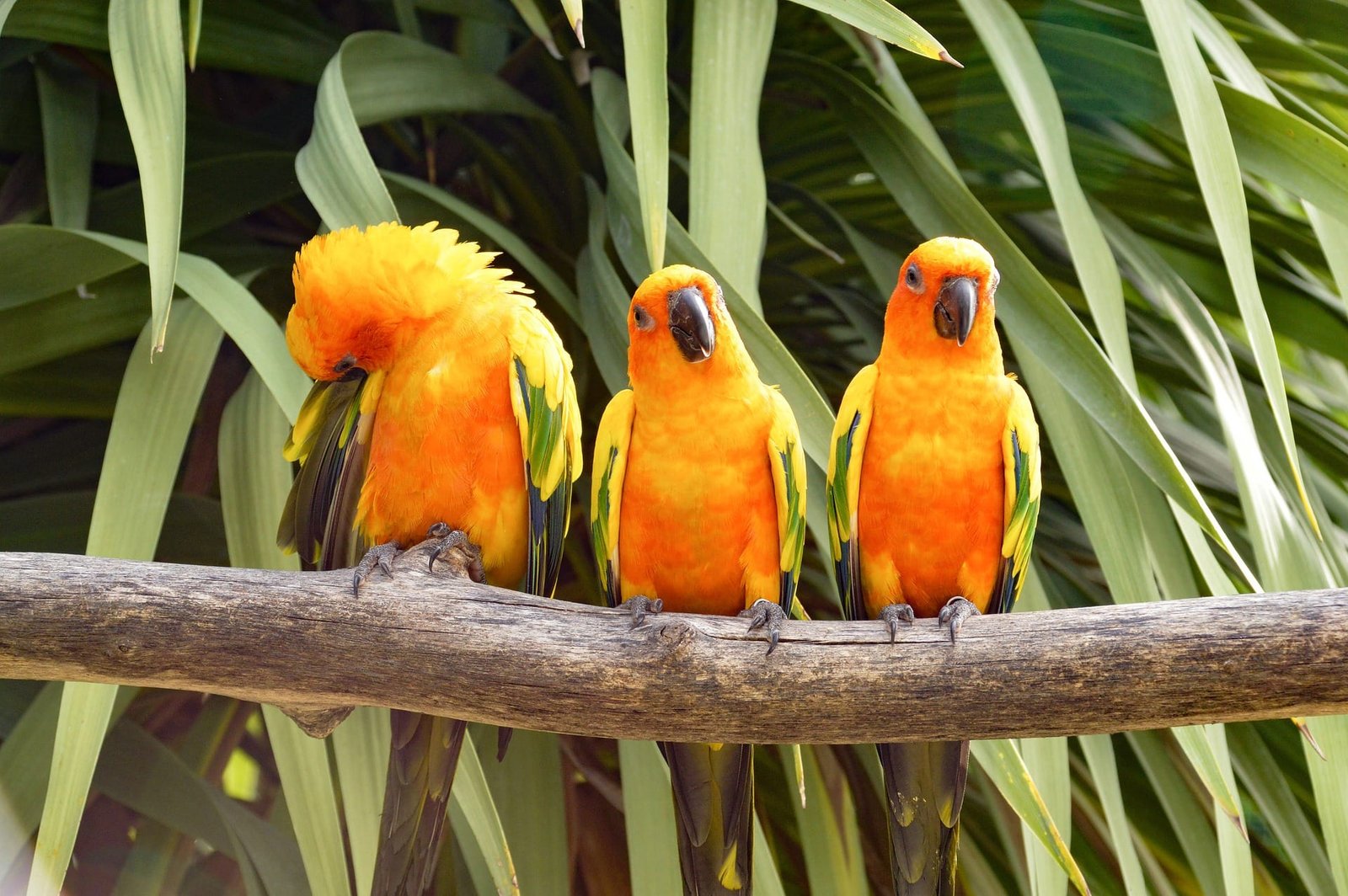 Top 10 Best Family Birds