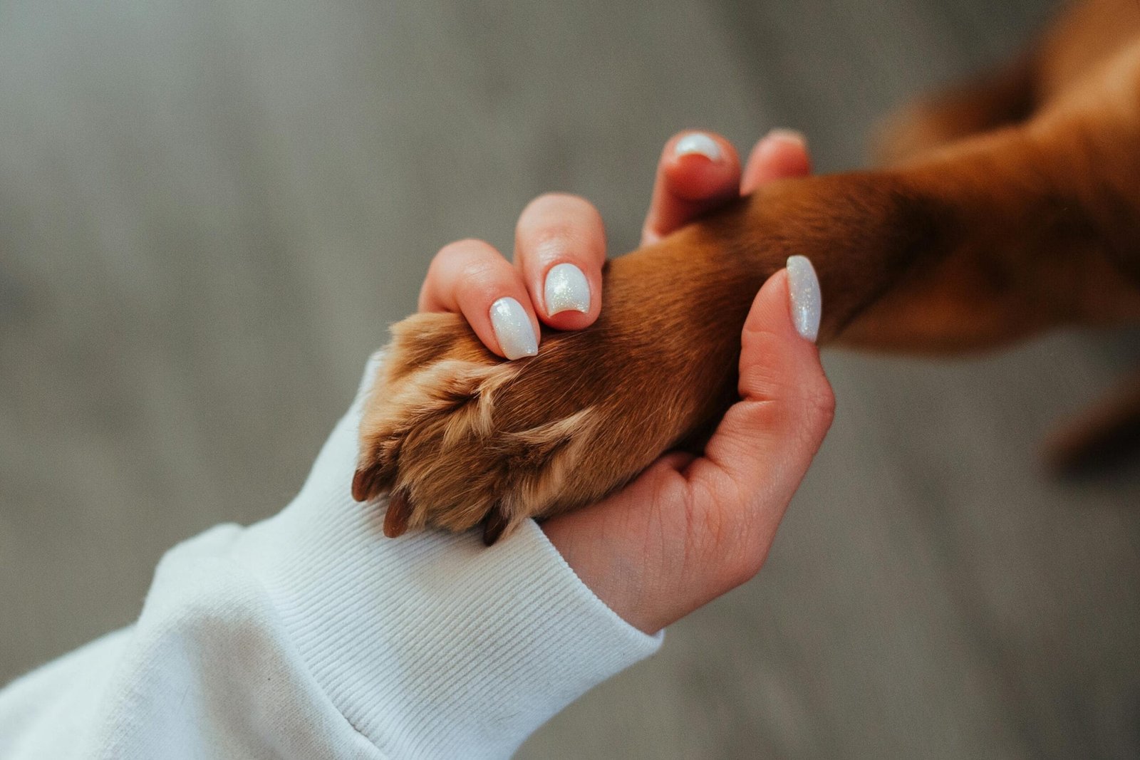 Daily pet care checklist 