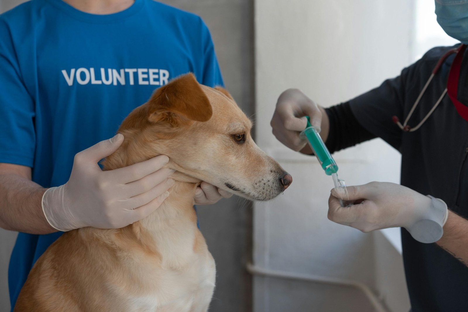 Daily pet care checklist 