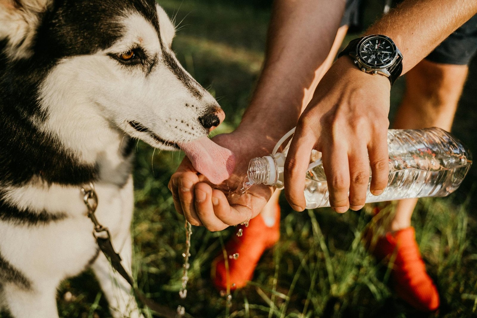 Daily pet care checklist