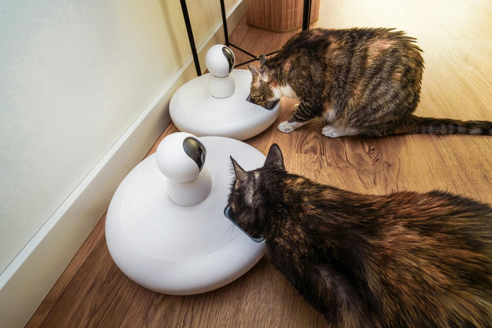 Daily pet care checklist 