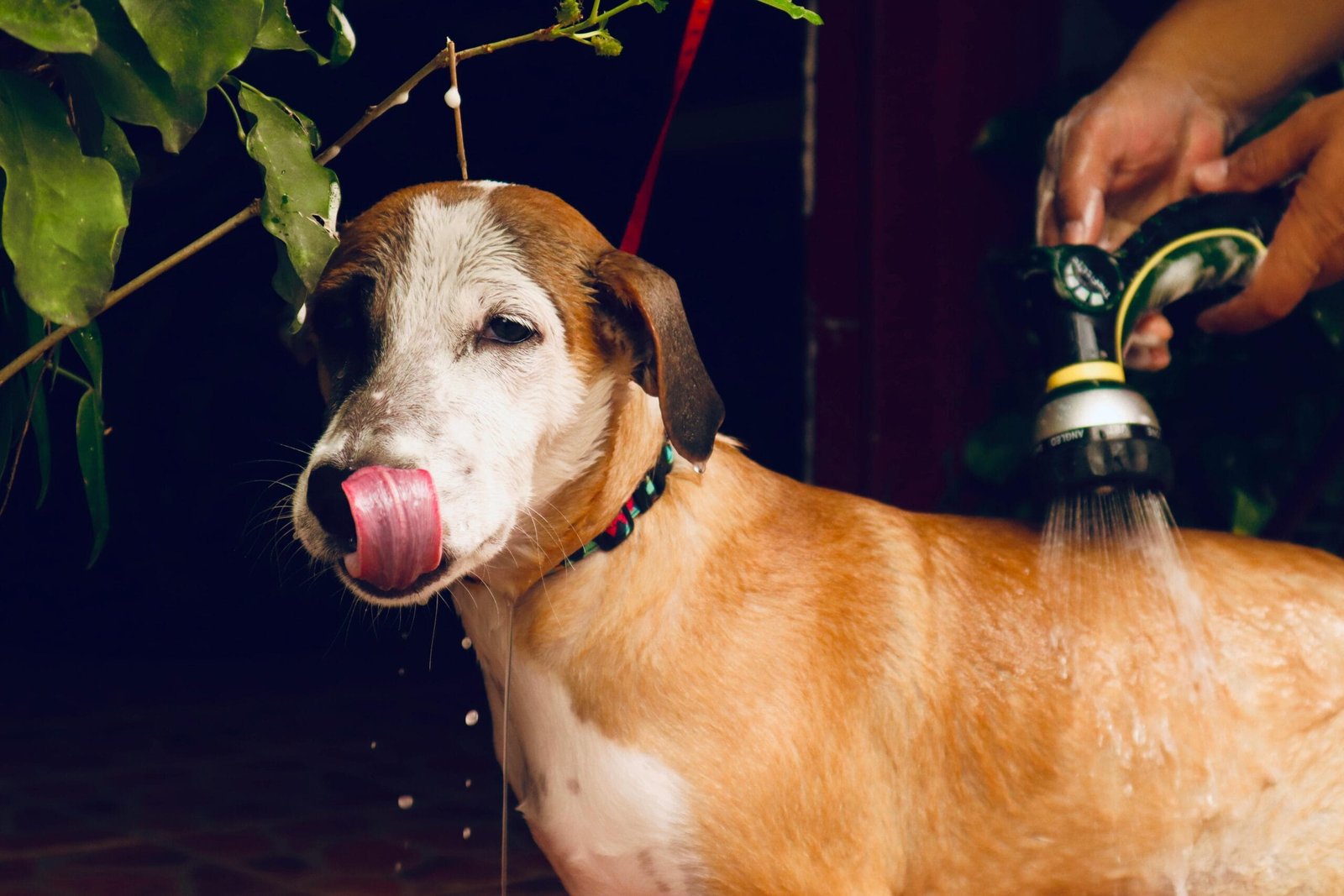 Daily pet care checklist