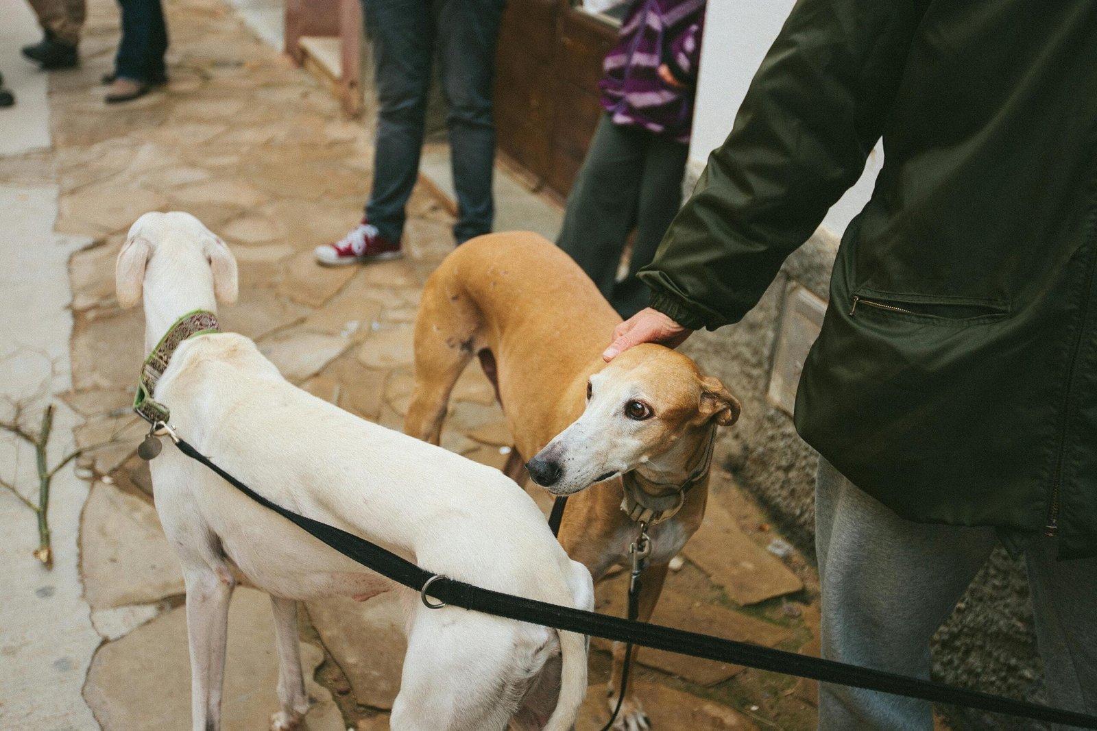Daily pet care checklist 