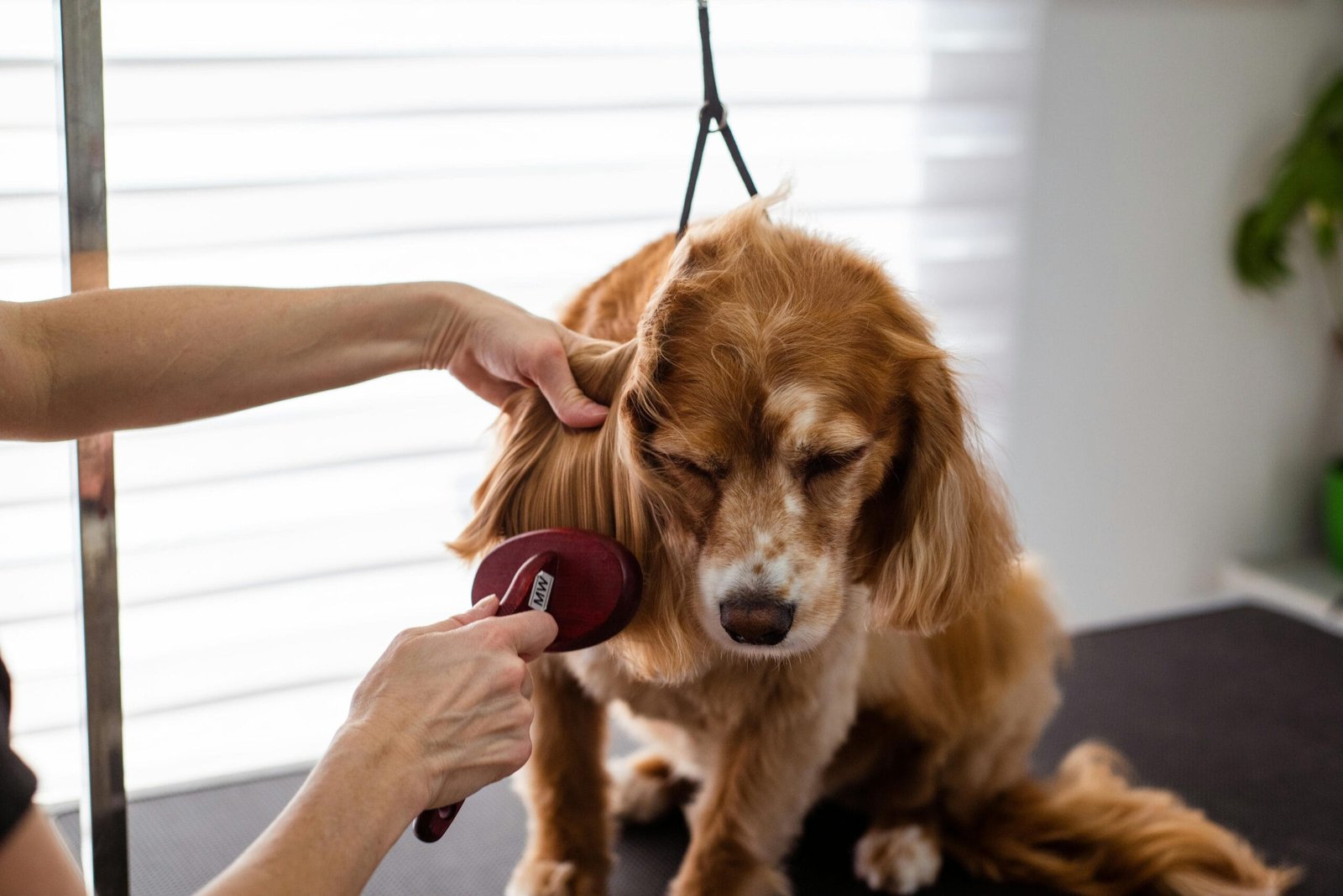 Daily pet care checklist 
