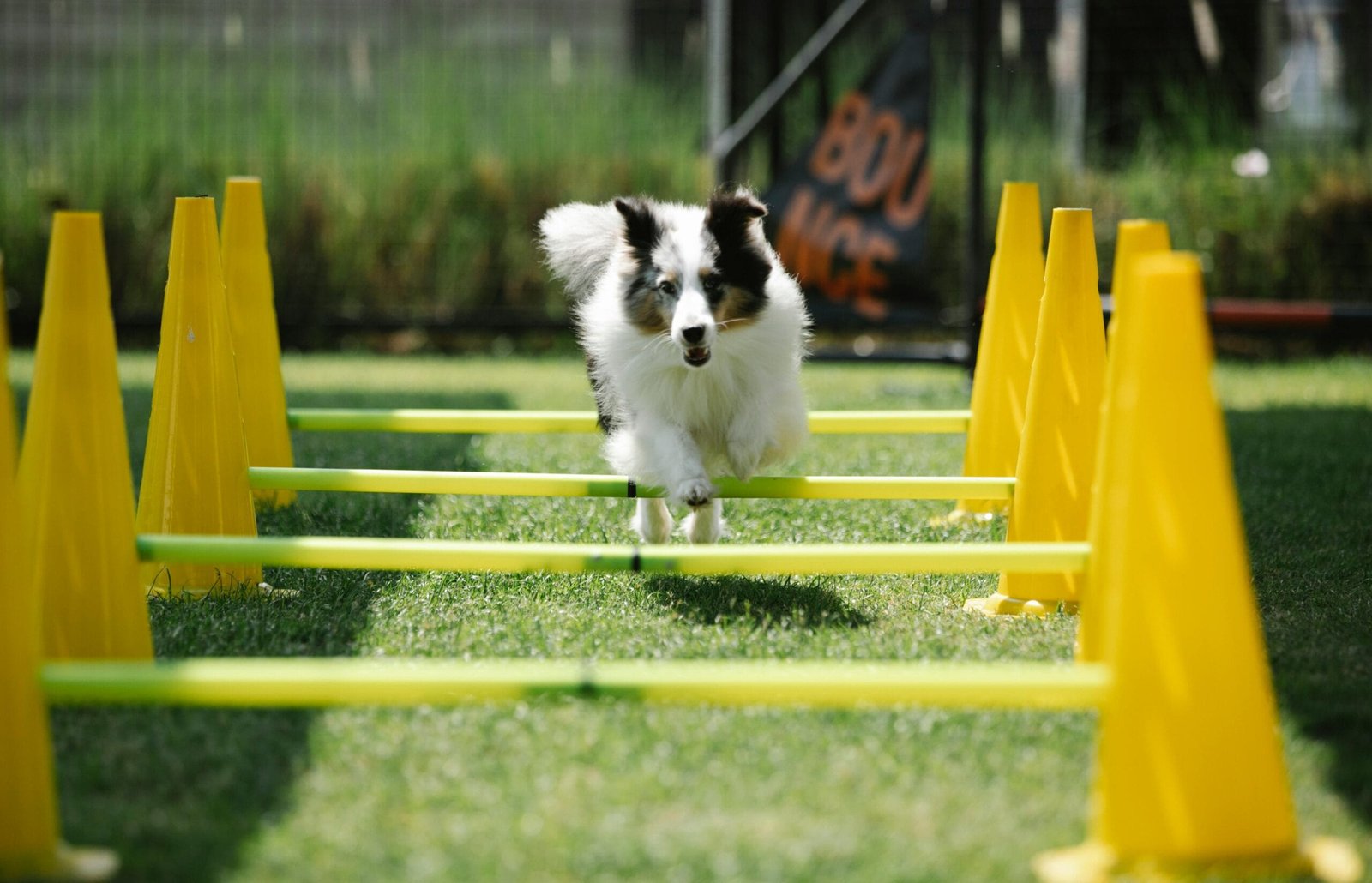 Daily pet care checklist 