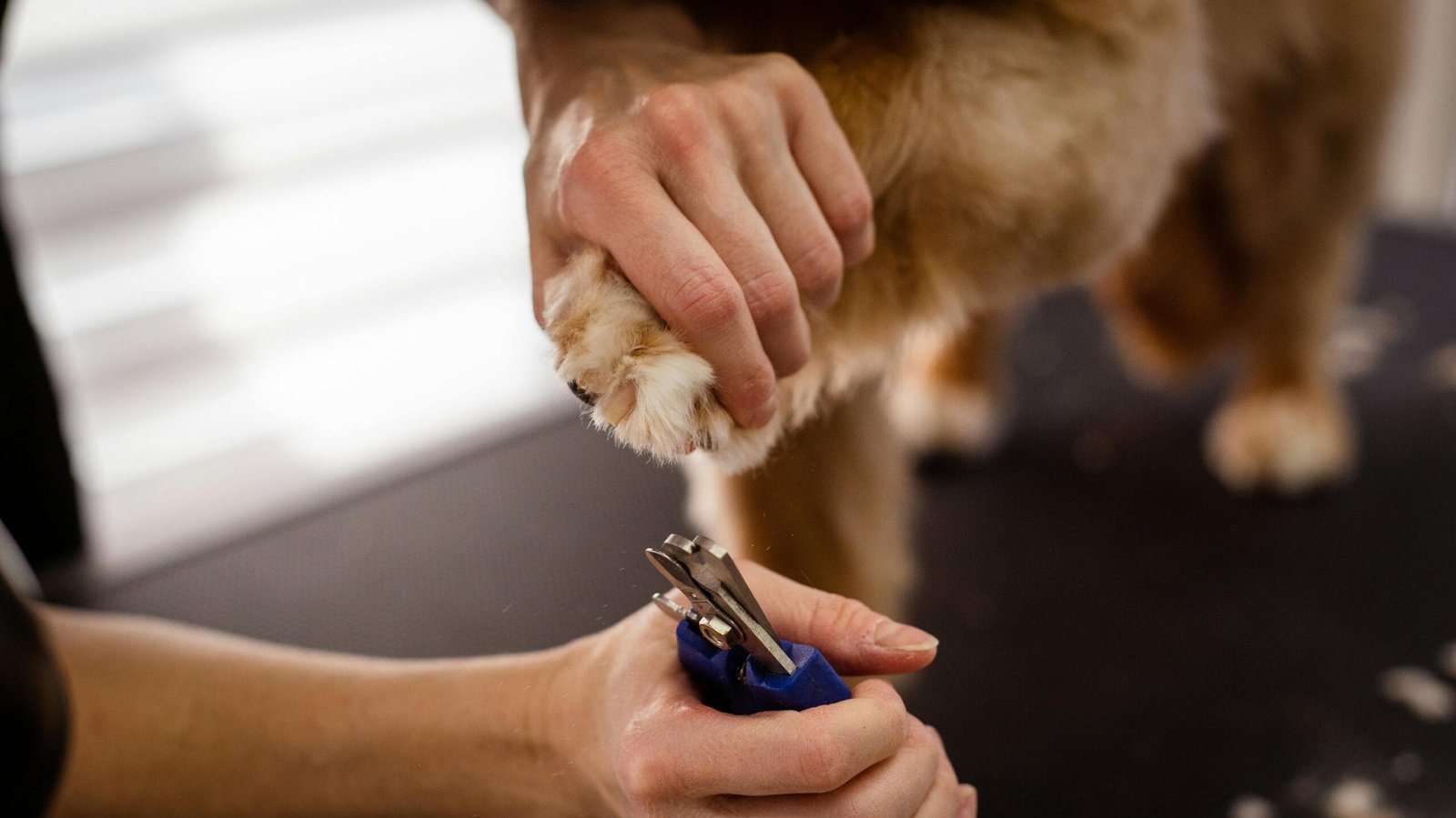 Daily pet care checklist