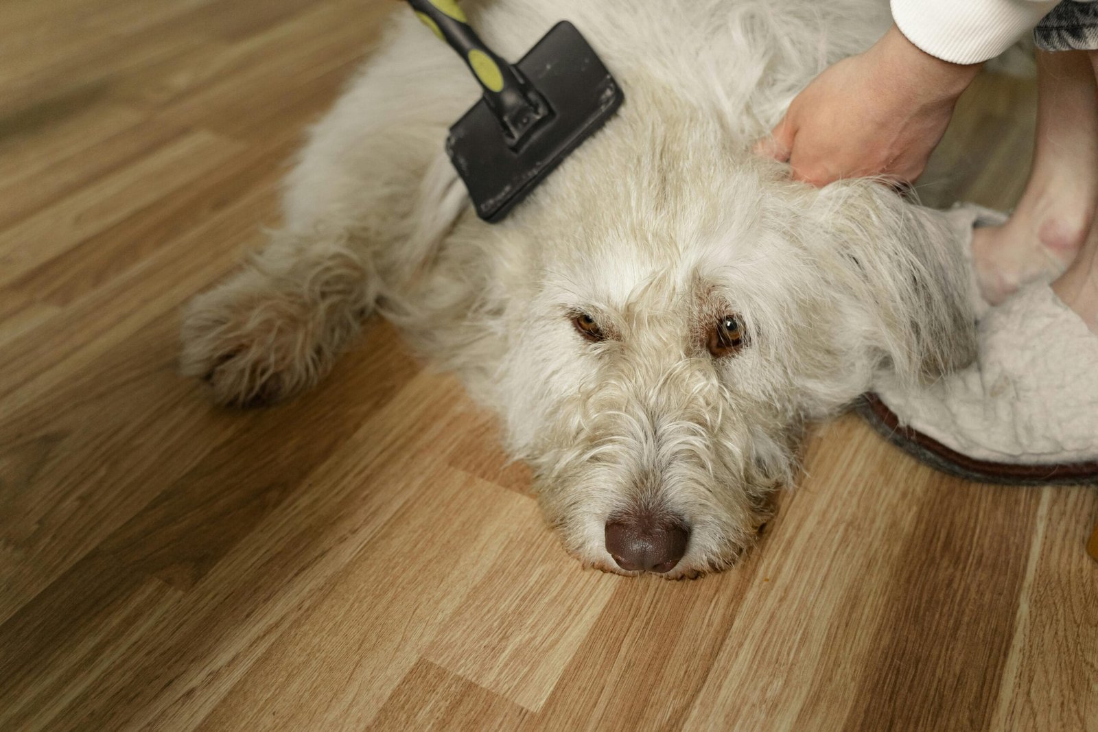 Daily pet care checklist