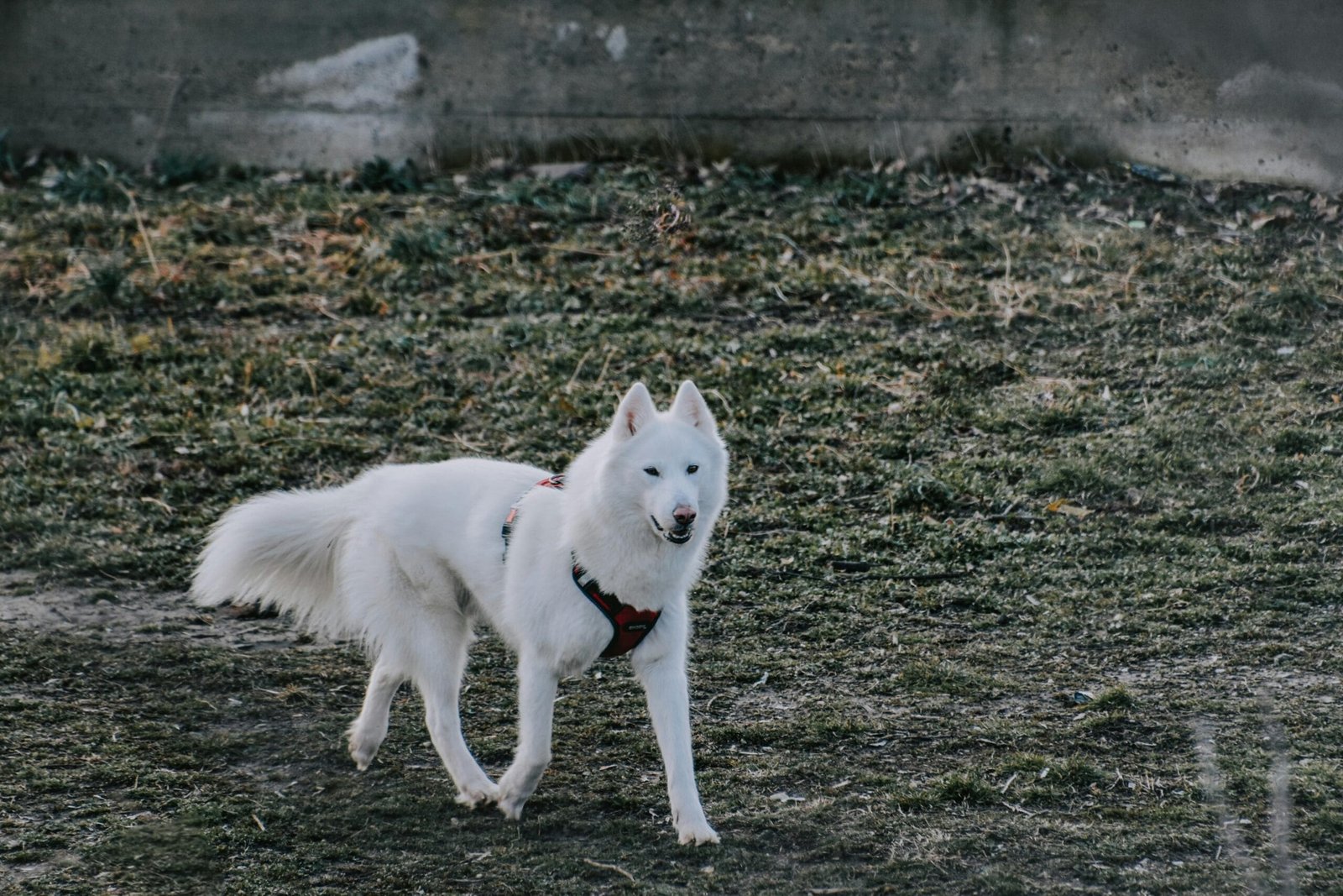Dog Training Mistake