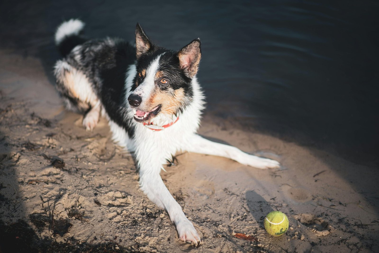 Dog Training Mistake