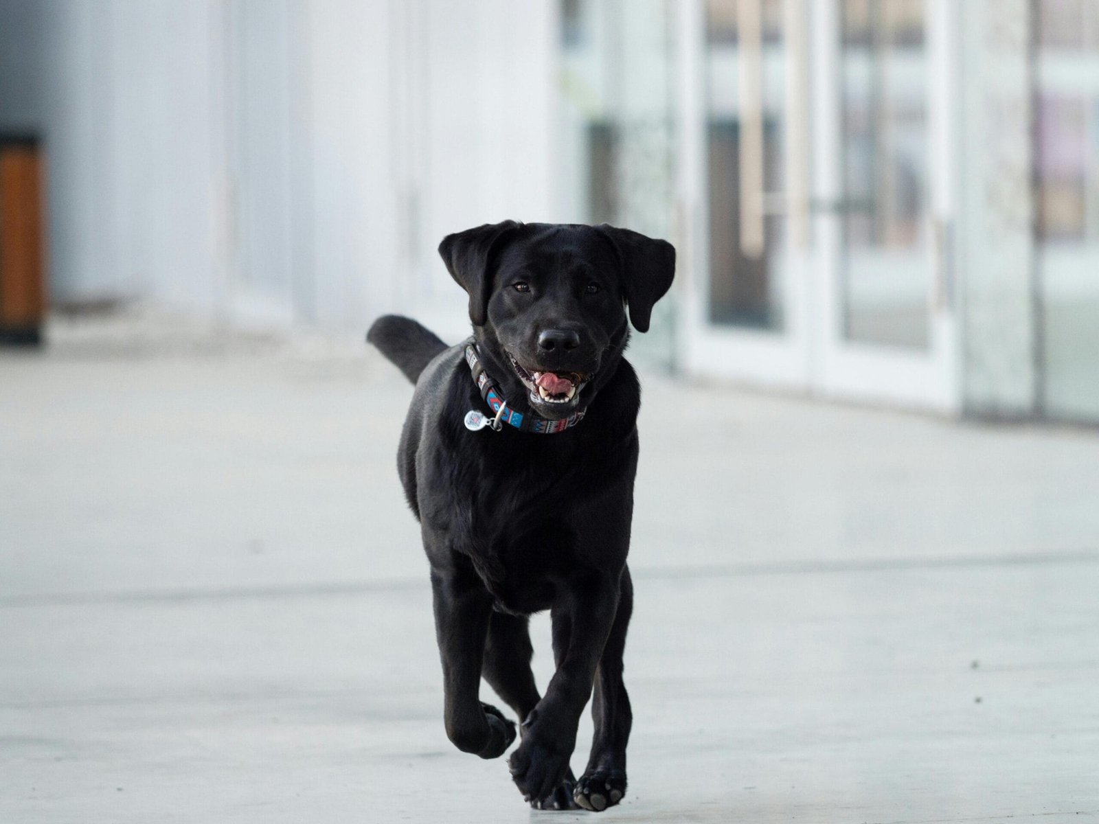 Winter care for pets