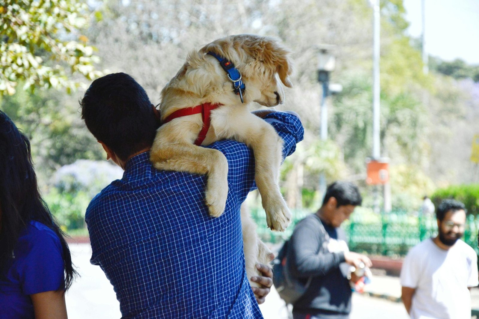 Socialize a Dog with Other Pets