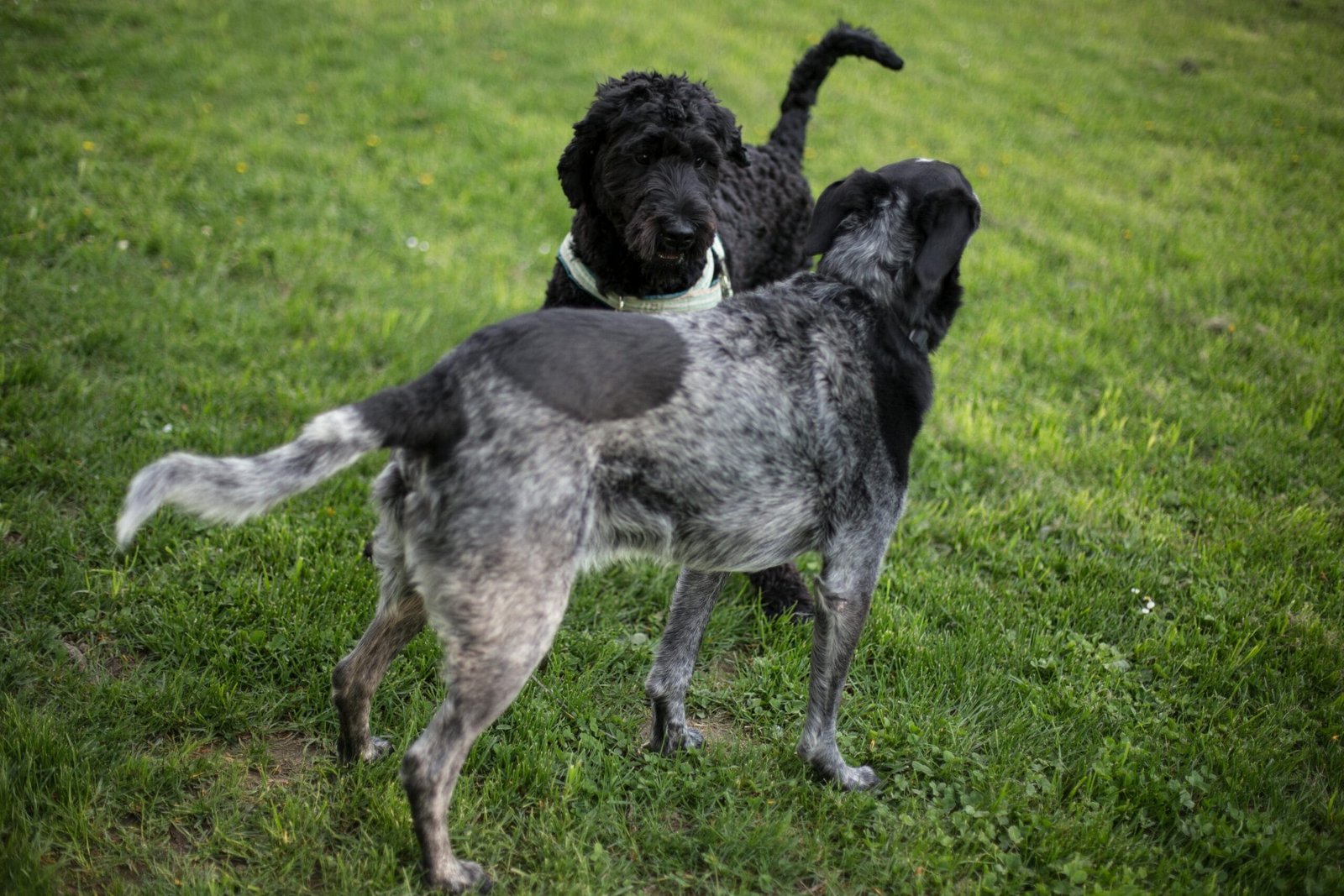 How to Socialize a Dog with Other Pets