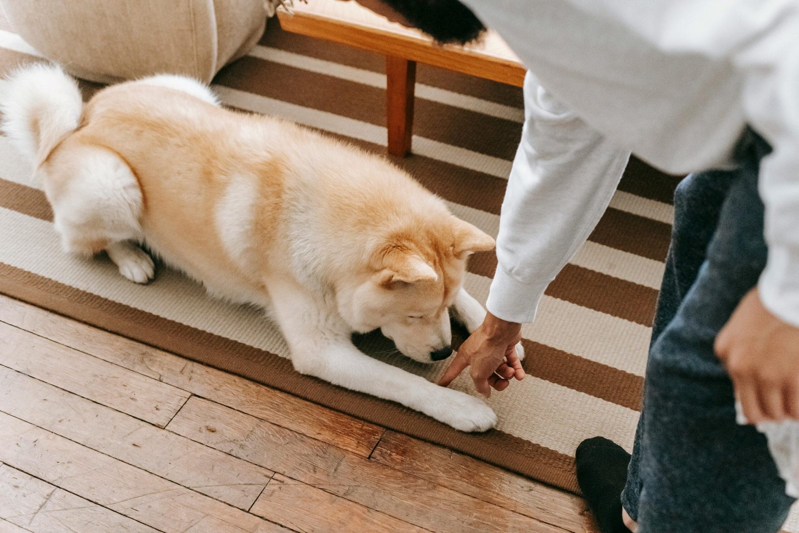 Train a dog to follow basic commands 