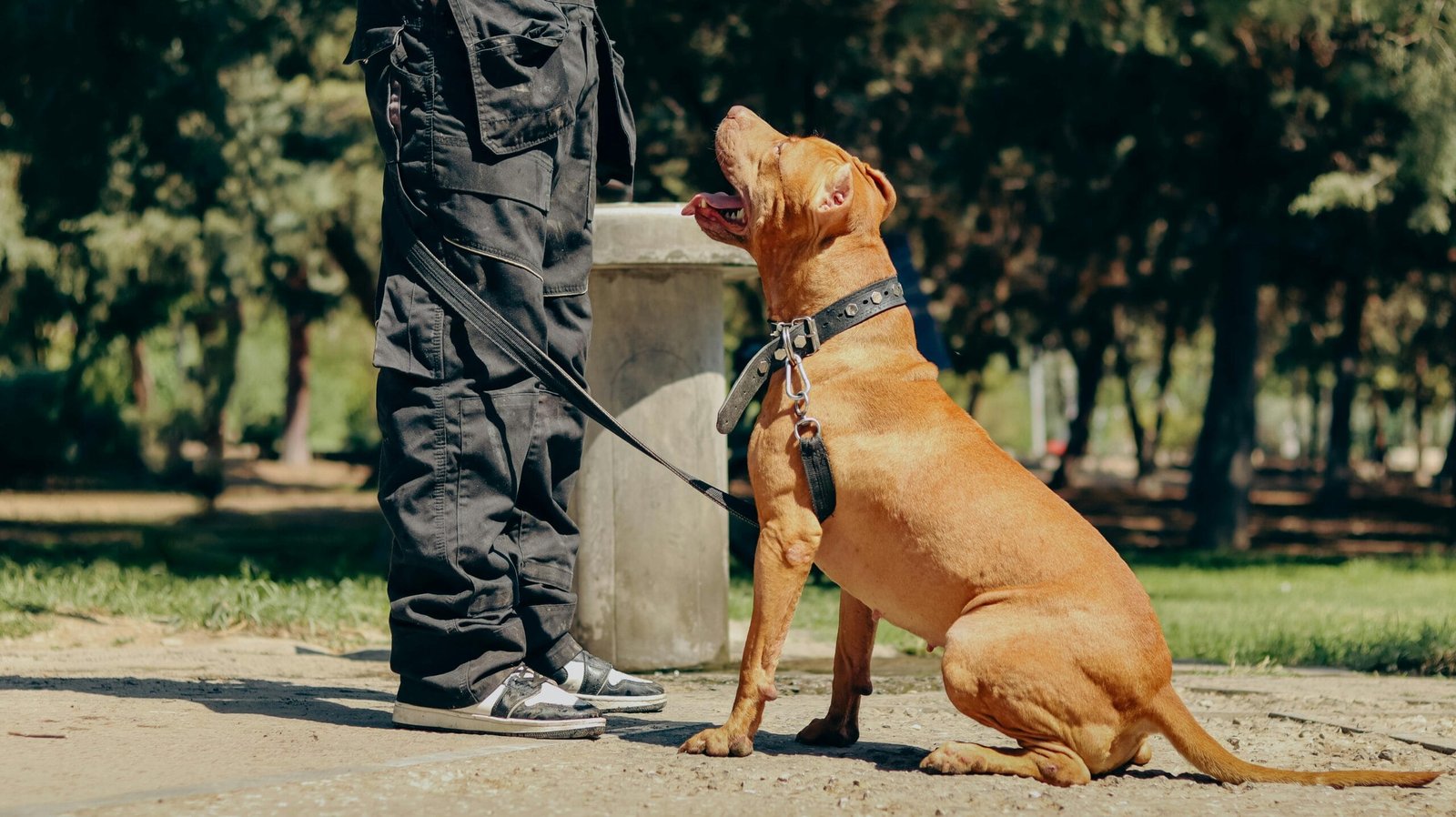 Train a dog to follow basic commands 