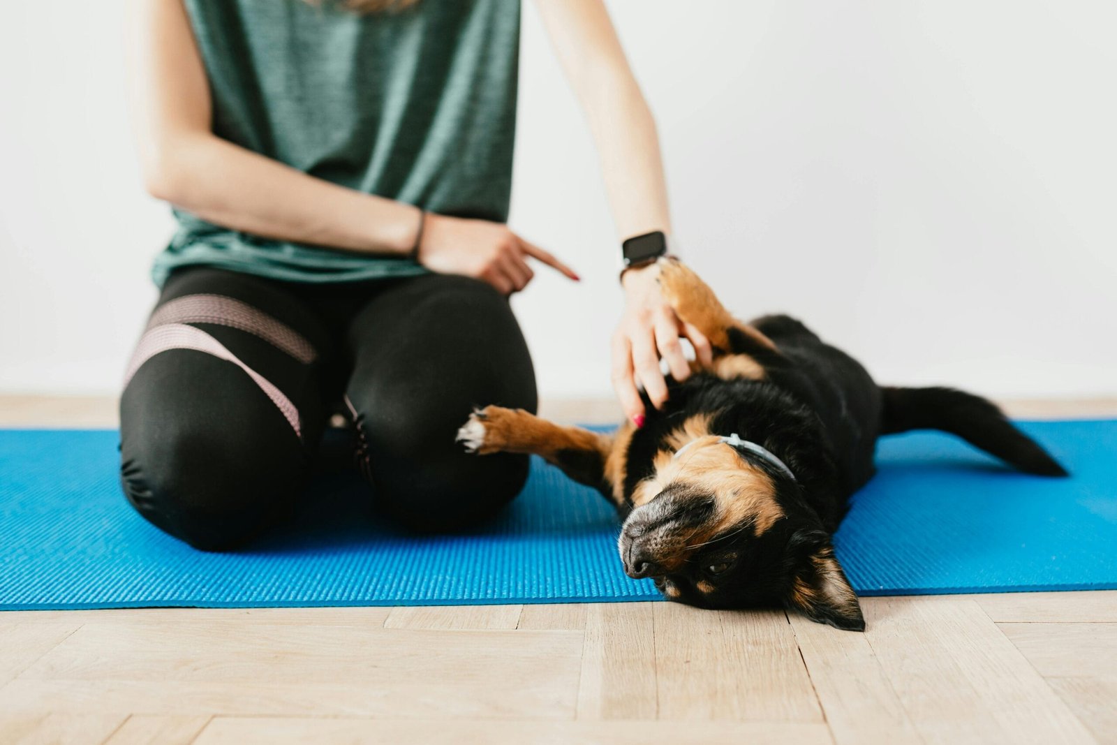 Train a Dog to Follow Basic Commands