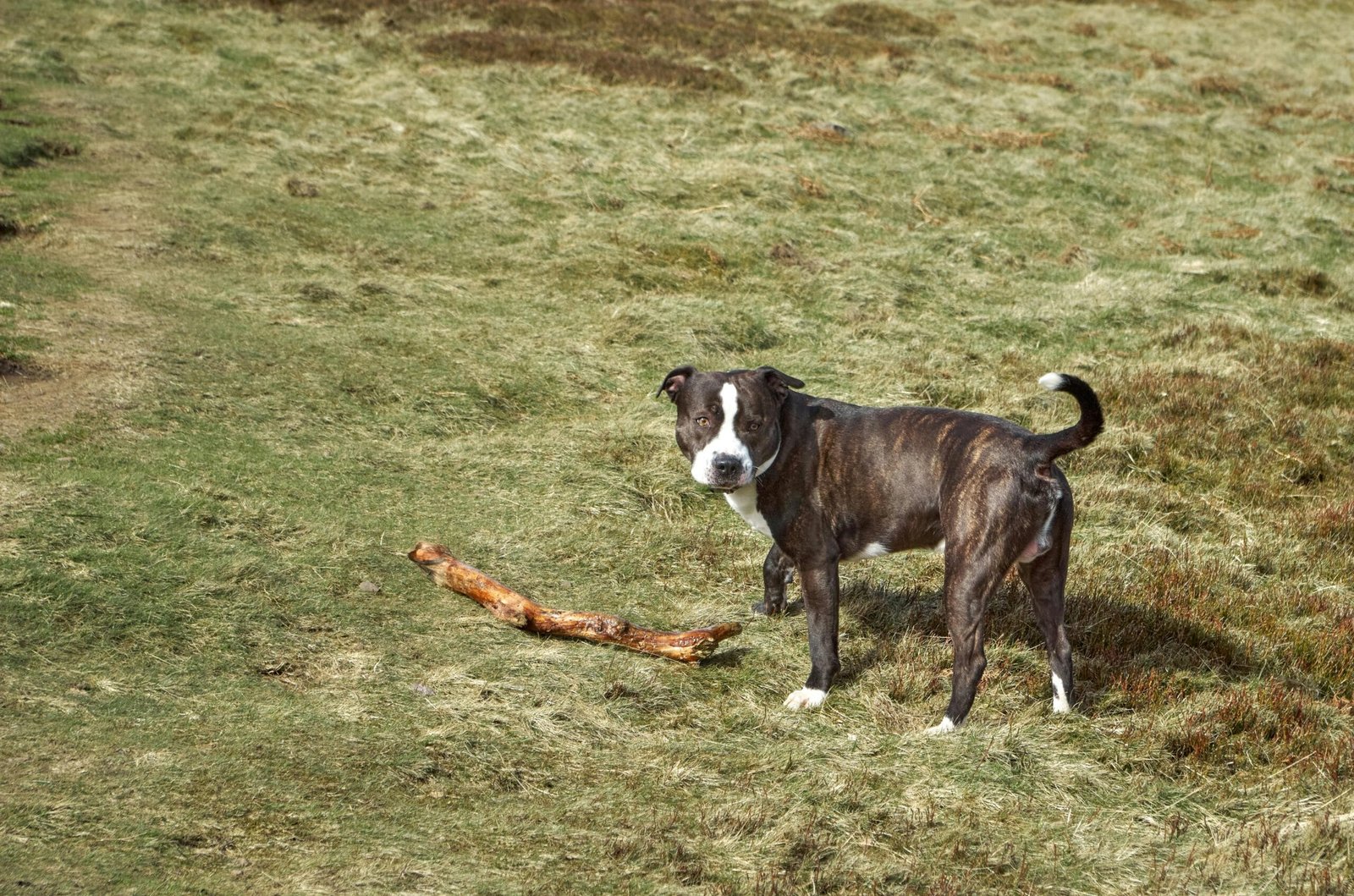 Dog Training Mistake 
