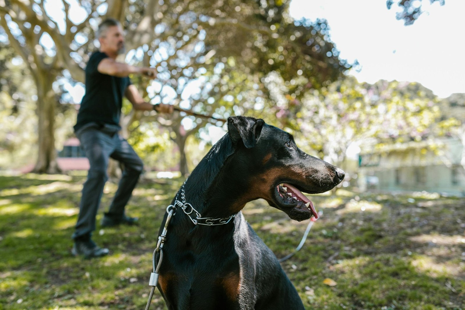 Dog Training Mistake