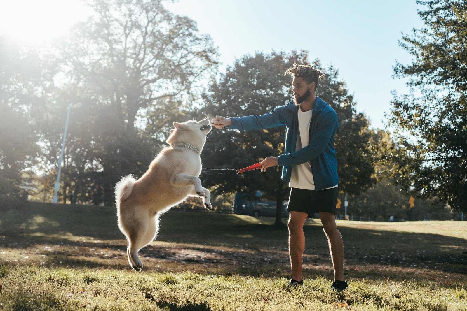 Dog training mistakes