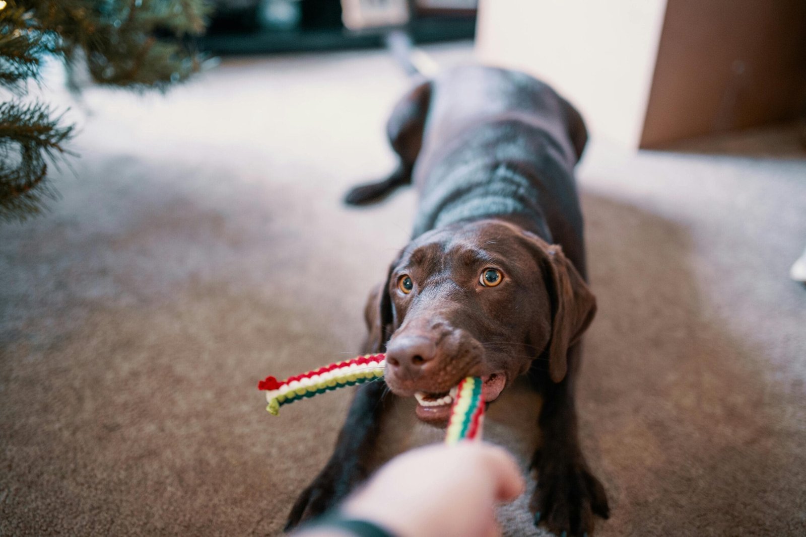 Train a dog to follow basic commands