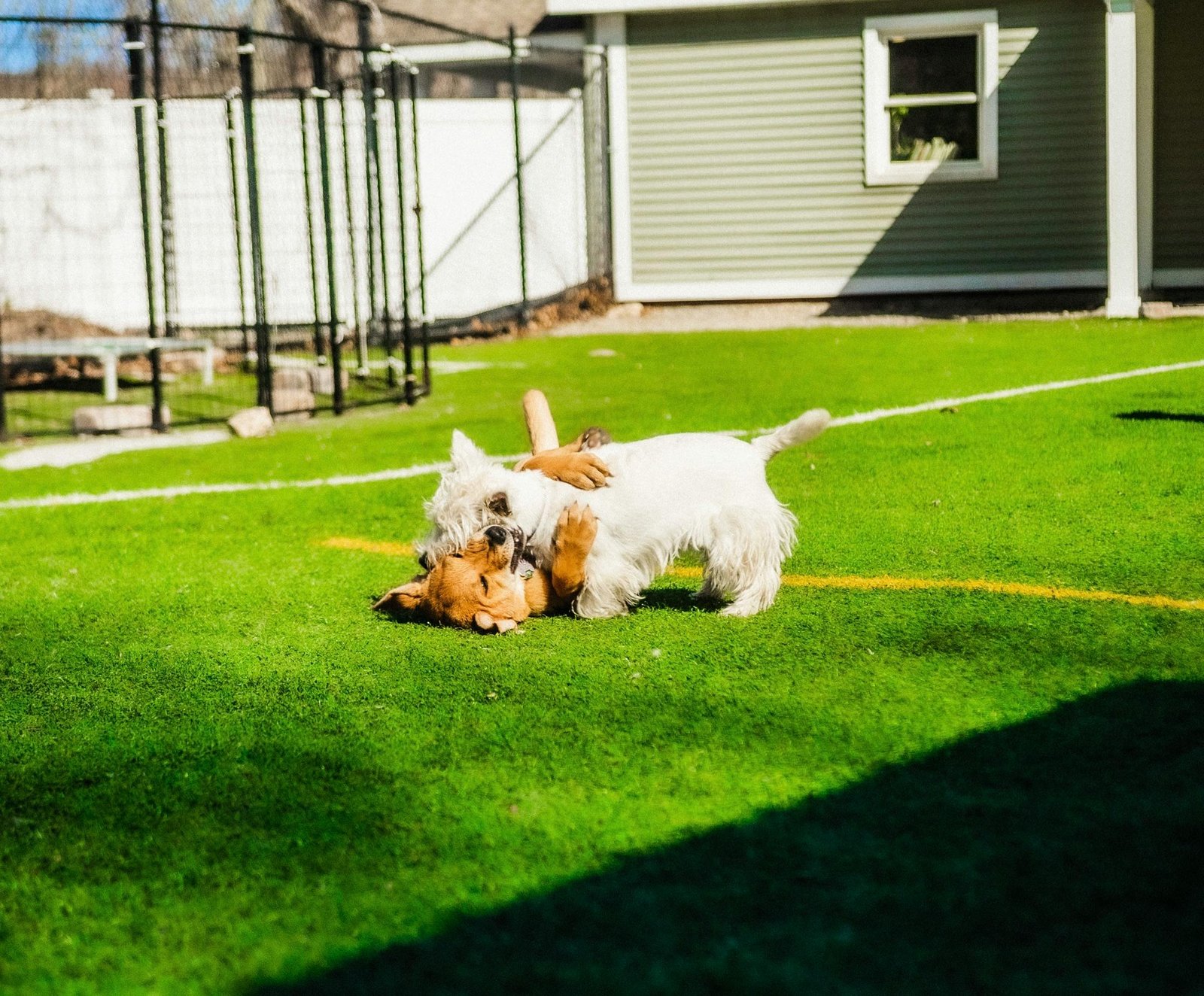 Dog Training Mistake