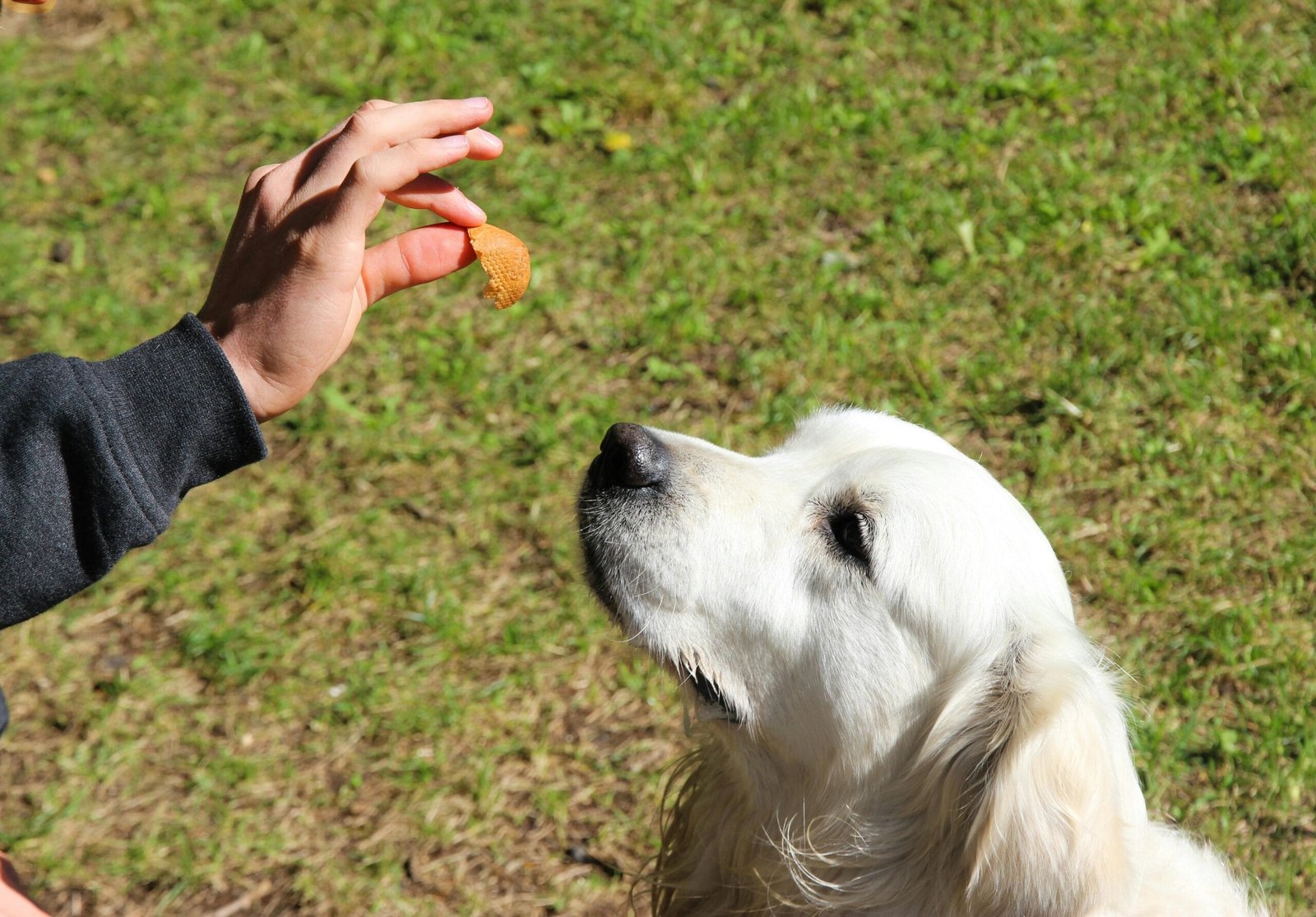 Dog Training Mistake