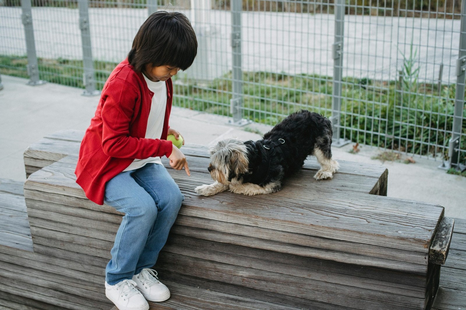 Train a dog to follow basic commands 