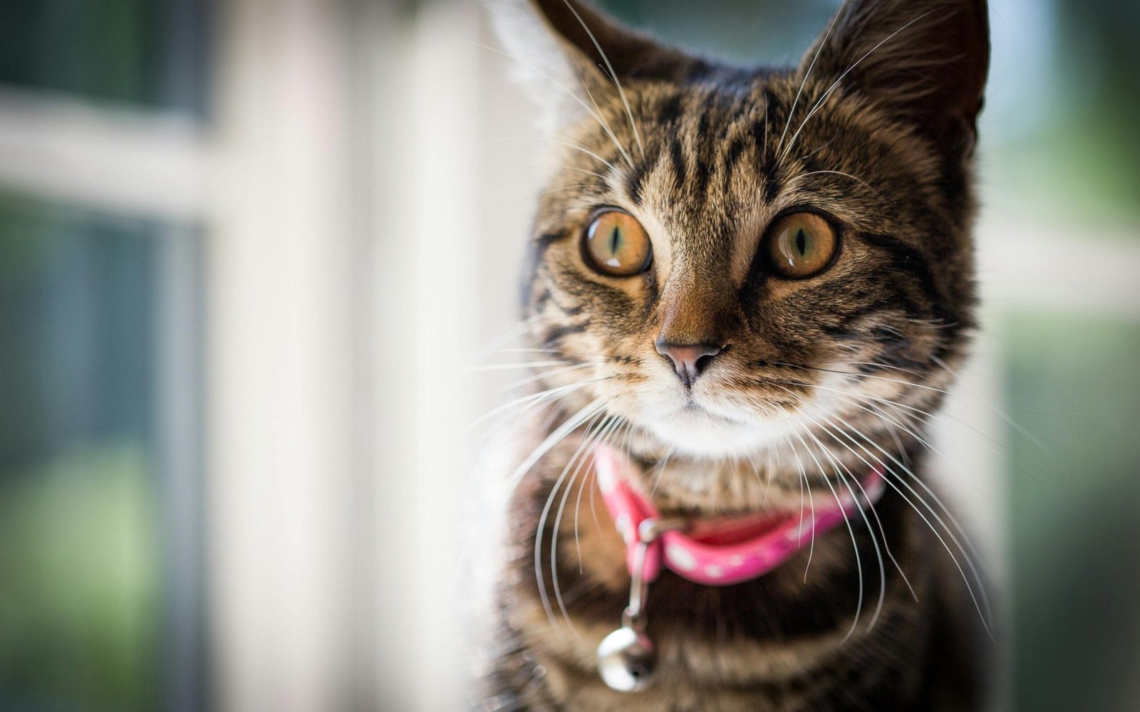 Low maintenance cat breeds 