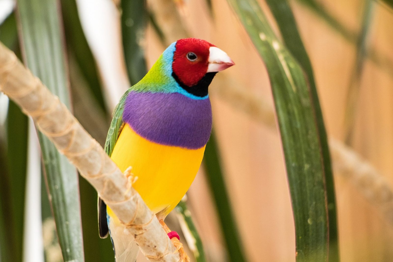 Top 10 Best Family Birds