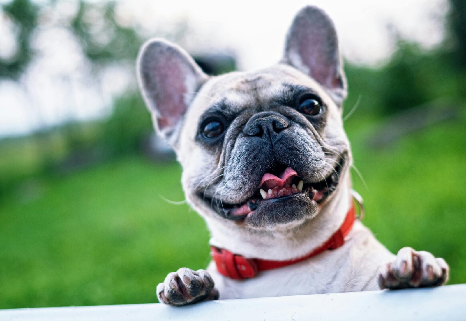 French Bulldog Adoption Tips