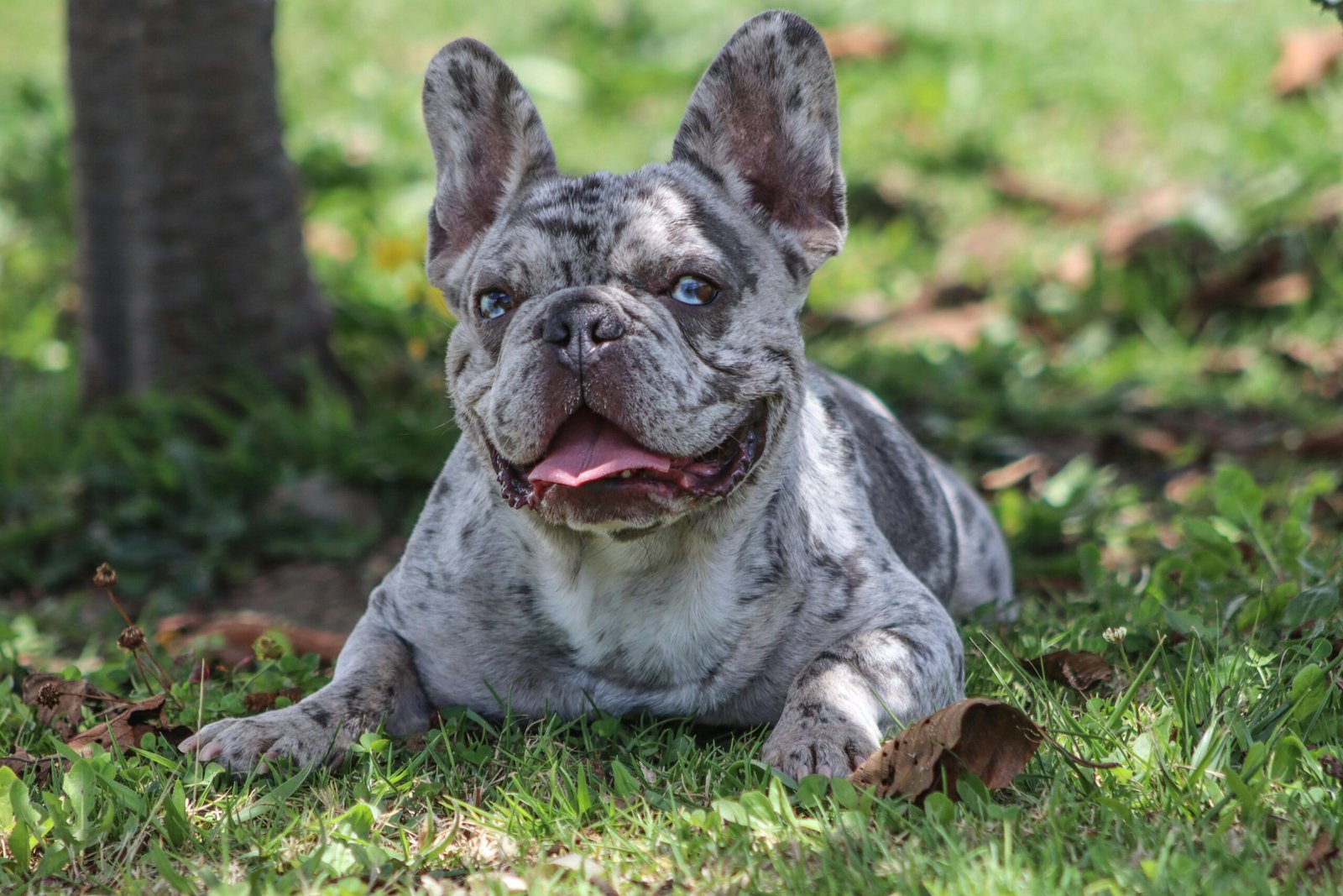 French Bulldog Adoption Tips