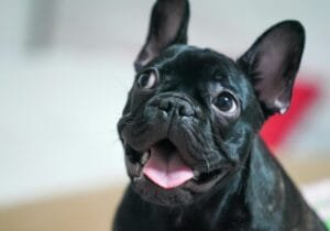 Read more about the article 9 Essential French Bulldog Adoption Tips: Unlock a Loving and Loyal Companion
