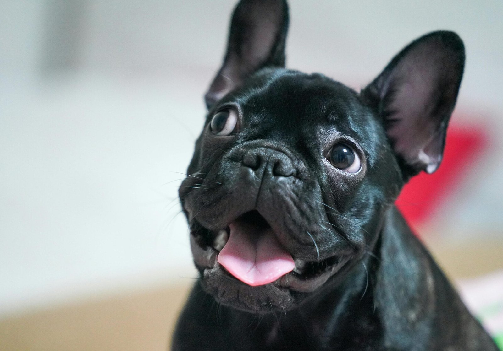 You are currently viewing 9 Essential French Bulldog Adoption Tips: Unlock a Loving and Loyal Companion