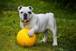 Read more about the article How to Create a Pet Friendly Backyard: Top 10 Essential Tips for a Safe Outdoor Space